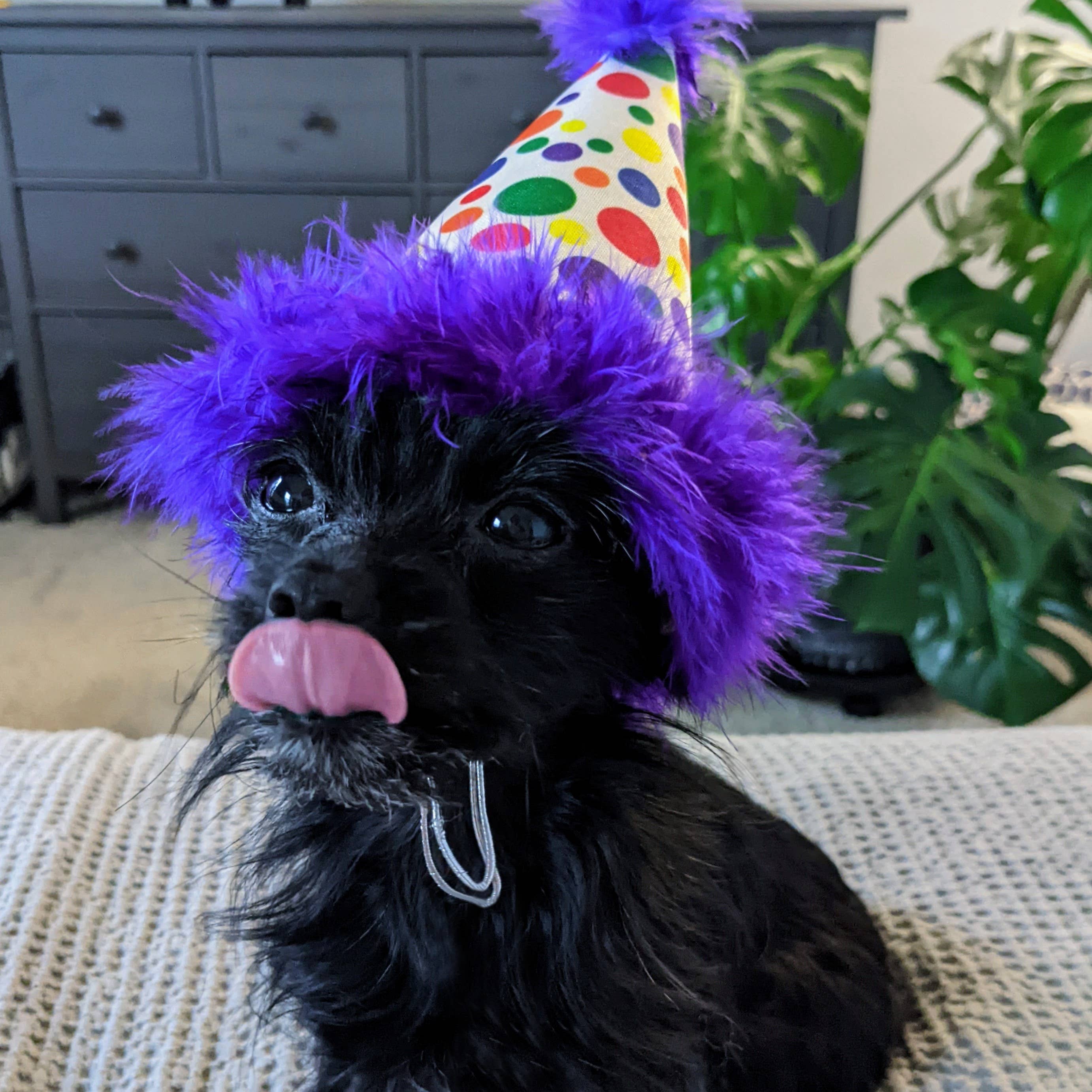 Huxley & Kent - H&K Party Hat Happy Barkday with SnugFit®: SM